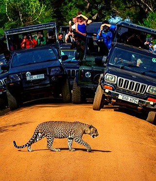 MINNERIYA JEEP SAFARI